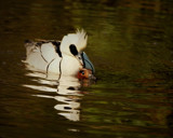I Think by biffobear, photography->birds gallery