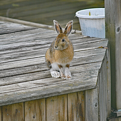 Click here to view at full resolution.