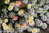 Spring Carpet by LynEve, photography->flowers gallery