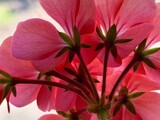 Looking Back by Tiggs, photography->flowers gallery