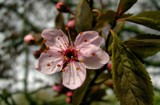 one of the first.. by gaeljet2, Photography->Flowers gallery