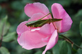 Rose N Hopper by jerseygurl, photography->flowers gallery