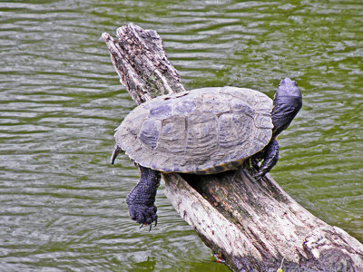 Click here to view at full resolution.
