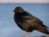 Bird on the pier by Mvillian, Photography->Birds gallery