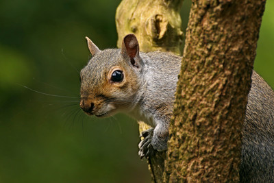 Click here to view at full resolution.