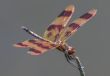 Hanging On by rahto, photography->insects/spiders gallery