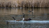 When geese tell bad jokes by Pistos, photography->birds gallery