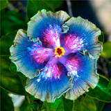 Dream Blue by Texan1968, photography->flowers gallery