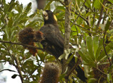 Black Cockatoo by flanno2610, photography->birds gallery