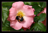 A very busy buzzy bee by LynEve, photography->insects/spiders gallery