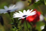 African daisy by elektronist, photography->flowers gallery