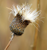 Winter's Thistle by Pistos, photography->flowers gallery