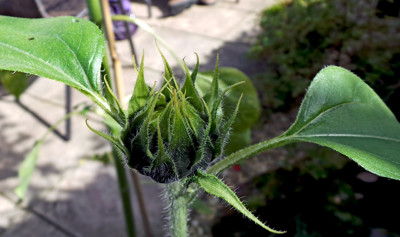 Click here to view at full resolution.