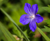 Cranesbill by Pistos, photography->flowers gallery