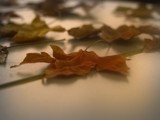 Leaves by phantasmagorical, photography->manipulation gallery