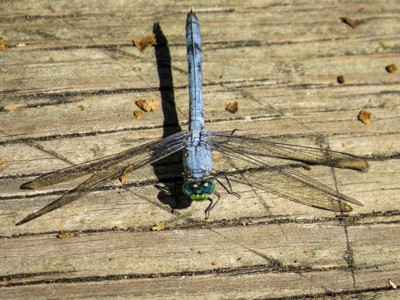 Click here to view at full resolution.