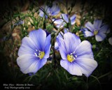 Beautiful In Blue by Roseman_Stan, photography->flowers gallery