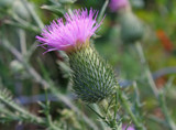 Bull Thistle by jerseygurl, photography->flowers gallery