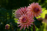 Triple Sisters by Ramad, photography->flowers gallery