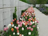 Tulips along the Walk! by Starglow, photography->flowers gallery