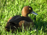 Sunbathing Duck by Ramad, photography->birds gallery