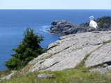 Monhegan: The King by Lithfo, Photography->Birds gallery