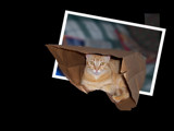 Bag Lady by aiced, Photography->Pets gallery