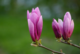 Magnolias by Ramad, photography->flowers gallery