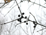 Winter Walk: 1.2 by graffitigirl21, Photography->Nature gallery