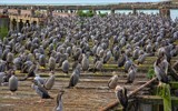 Preening Frenzy by LynEve, photography->birds gallery