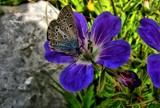 blue on blue by crystaliane, Photography->Butterflies gallery