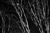 Hawk Forest by JayMxPhotography, photography->nature gallery