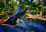 High Winds - Shallow Roots by snapshooter87, photography->landscape gallery