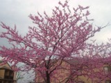 Red Bud in Bloom by angelledaemon, Photography->Flowers gallery