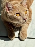 Roger by tigger3, photography->pets gallery