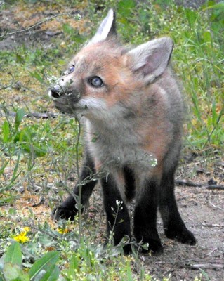 Click here to view at full resolution.