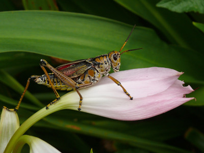Click here to view at full resolution.
