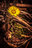 First Weed of Spring by Eubeen, photography->flowers gallery