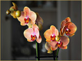 Orchids Today by Ramad, photography->flowers gallery