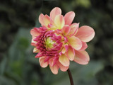Friday Again? by Ramad, photography->flowers gallery
