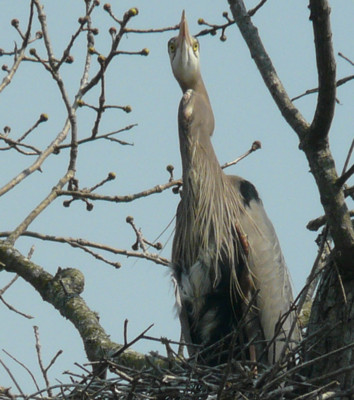 Click here to view at full resolution.