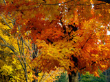 Citrus Autumn! by marilynjane, Photography->Landscape gallery