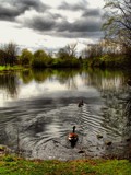 HDR revised 11 by gaeljet2, photography->birds gallery