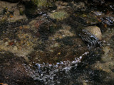 Running Clear by Mvillian, Photography->Water gallery