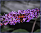 Hummingbird Moth 1 by vangoughs, Photography->Butterflies gallery