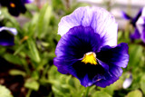 Foofy Pansy by PamParson, Photography->Flowers gallery