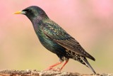 Colorful Starling by egggray, photography->birds gallery