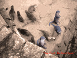 otters under arttack by alby58, Photography->Animals gallery