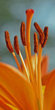 Standing Proud by LedsLens, Photography->Flowers gallery