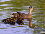 Proud Momma by PatAndre, photography->birds gallery